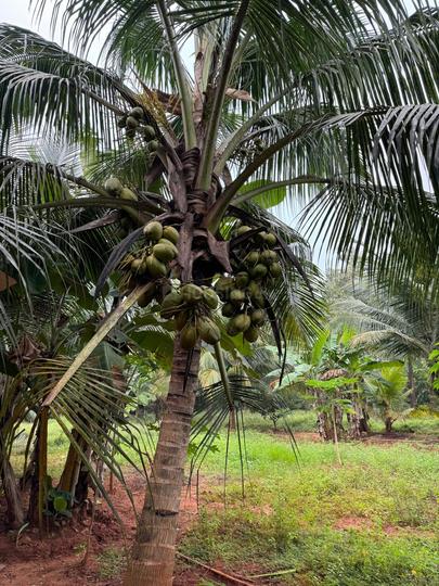 FARM LAND Main Image 1