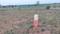 Shadnagar Plot View 2