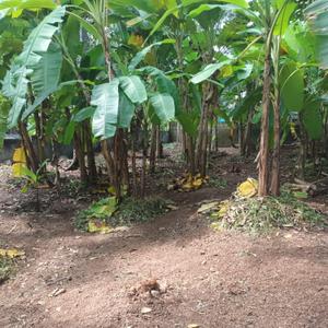 Image of 3000 Sq.ft Residential Plot / Land for sale in Thirumala, Thiruvananthapuram for Rs. 10500000