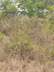 Image of 5400 Sq.ft Residential Plot / Land for sale in Rajanukunte, Bengaluru for Rs. 24300000