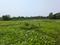 Sonargaon 2 Main Image 1