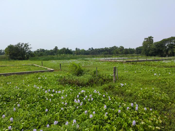 Sonargaon 2 Main Image 1