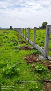 Image of 5000 Sq.ft 1 BHK Farm House for sale in Bazargaon, Nagpur for Rs. 24500000