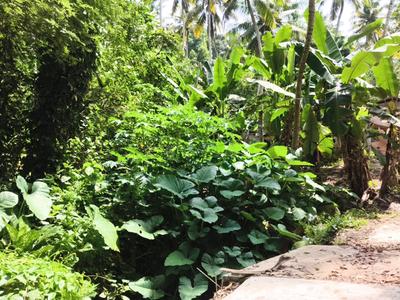 Image of 5227 Sq.ft Residential Plot / Land for sale in Vizhinjam, Thiruvananthapuram for Rs. 28800000