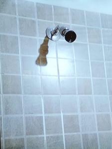 Bathroom Image of 755 Sq.ft 2 BHK Independent House for sale in Oras Bk. Sindhudurg for Rs. 2548880