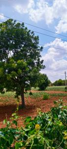 Image of 87120 Sq.ft Residential Plot / Land for sale in Amangal, Ranga Reddy for Rs. 25000000