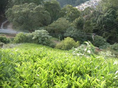 Image of 17440 Sq.ft Residential Plot / Land for sale in Coonoor, Nilgiris for Rs. 32000000