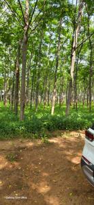 Image of 9000 Sq.ft Residential Plot / Land for sale in Kamsanpalle, Narayanpet for Rs. 7500000