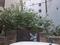 Block BG 7 Plot View 2