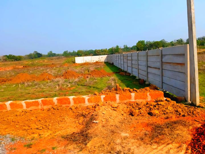 Paniora Main Image 1