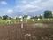 Wagholi Plot View 2