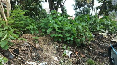 Image of 2613 Sq.ft Residential Plot / Land for sale in Palarivattom, Kochi for Rs. 13200000