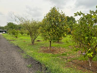 Image of 624 Sq.ft 1 BHK Farm House for sale in Palghar, Mumbai for Rs. 20000000