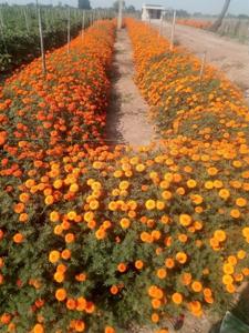 Image of 5000 Sq.ft Residential Plot / Land for sale in Tatibandh, Raipur for Rs. 3375000