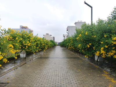 Image of 150 Sq.ft Residential Plot / Land for sale in Mansha Oaks, Sector 98, Faridabad for Rs. 16200000