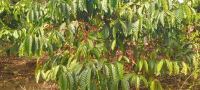 Image of 1214 Sq.ft Residential Plot / Land for sale in Sultan Bathery, Wayanad for Rs. 800000