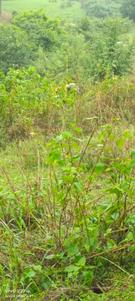 Image of 8000 Sq.ft Residential Plot / Land for sale in Tungarli, Lonavala for Rs. 32000000