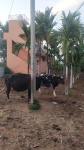 Image of 800 Sq.ft 1 BHK Farm House for sale in Binnipete, Bengaluru for Rs. 16200000