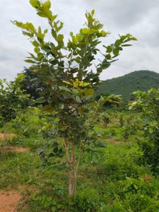 Image of 200 Sq.ft Residential Plot / Land for sale in Bhogapuram, Visakhapatnam for Rs. 1200000