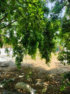 Jp nagar 9th phase Plot View 3