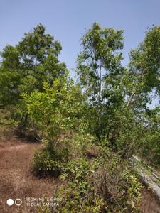 Image of 3500 Sq.ft Residential Plot / Land for sale in Kundapura, Udupi for Rs. 18000000