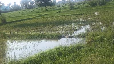 Image of 13500 Sq.ft Residential Plot / Land for sale in Magadh Colony, Gaya for Rs. 30000000