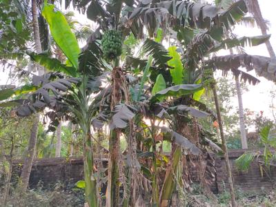 Image of 19620 Sq.ft Residential Plot / Land for sale in Diamond Harbour, South 24 Parganas for Rs. 13500000