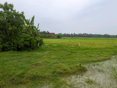 Golden city 2 plot Plot View 1