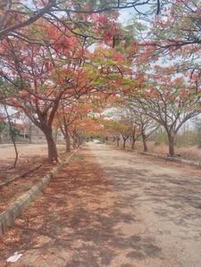 Image of 1672 Sq.ft Residential Plot / Land for sale in Chandapura, Bengaluru for Rs. 7942000