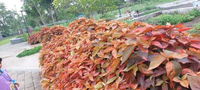 Image of 1250 Sq.ft Residential Plot / Land for sale in Godrej Wood Park, Mamurdi, Pune for Rs. 11250000
