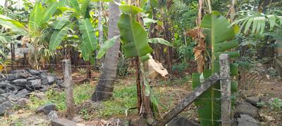 Image of 2613 Sq.ft Residential Plot / Land for sale in Kuttanellur, Thrissur for Rs. 4500000