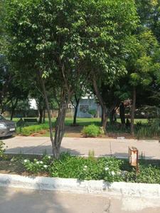 Image of 2000 Sq.ft 4 BHK Villa for sale in NTPC Society, Greater Noida for Rs. 33000000
