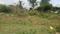 Sathgalli Plot View 2