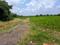 Diamond Park, Joka Plot View 2