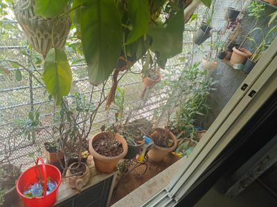 Balcony Image of 670 Sq.ft 2 BHK Apartment / Flat for sale in Vile Parle East Mumbai for Rs. 26000000