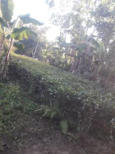 Image of 5775 Sq.ft Residential Plot / Land for sale in Podum Nagar 2, Dibrugarh for Rs. 500000