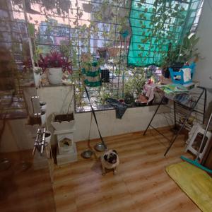 Balcony Image of 640 Sq.ft 1 BHK Apartment / Flat for rent in Ambegaon Budruk Pune for Rs. 16000