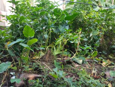 Image of 1082 Sq.ft Residential Plot / Land for sale in Uluberia, Howrah for Rs. 700000