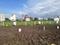 Wagholi Plot View 2
