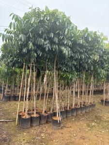Image of 10890 Sq.ft 5 BHK Farm House for sale in Cholasamudram, Sri Sathya Sai for Rs. 163000