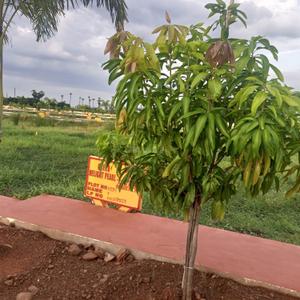 Image of 1980 Sq.ft Residential Plot / Land for sale in Amaravati, Guntur for Rs. 5500000