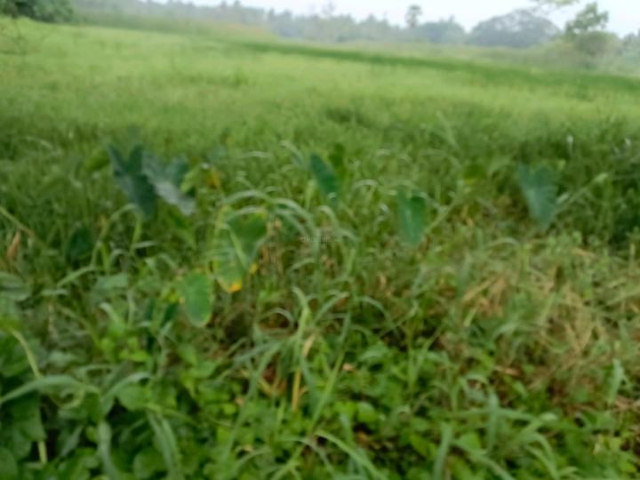 Paikpara Main Image 1