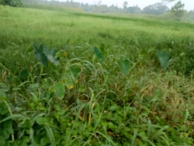 Paikpara Plot View 1