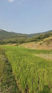 Image of 6000 Sq.ft Residential Plot / Land for sale in Varve Khurd, Pune for Rs. 1200000
