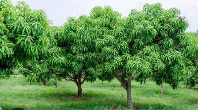 Image of 50000 Sq.ft Residential Plot / Land for sale in Siyana, Bulandshahr for Rs. 3500000