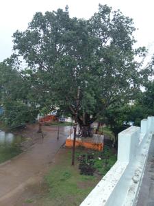 Image of 1600 Sq.ft 3 BHK Independent House for sale in Naya Nagar, Durg for Rs. 8500000