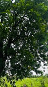 Image of 6000 Sq.ft Residential Plot / Land for sale in Paridhi Nidhivan Farm, Tatibandh, Raipur for Rs. 2850000