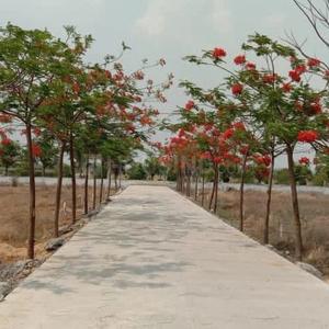 Image of 1250 Sq.ft Residential Plot / Land for sale in Pacheda 1, Raipur for Rs. 1250000