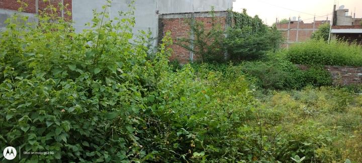 Mandhana Main Image 1