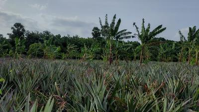 Image of 48563 Sq.ft Residential Plot / Land for sale in Mathicode, Kanyakumari for Rs. 180000000